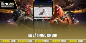 Đá Gà Thomo KING88 – Trải Nghiệm Đặt Cược Sôi Động Nhất