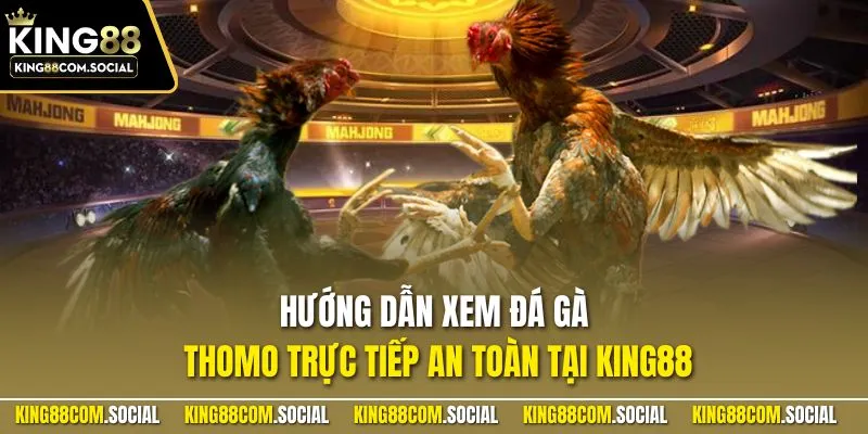 Hướng dẫn xem đá gà Thomo trực tiếp an toàn tại KING88