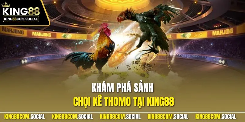 Khám phá sảnh chọi kê Thomo tại KING88
