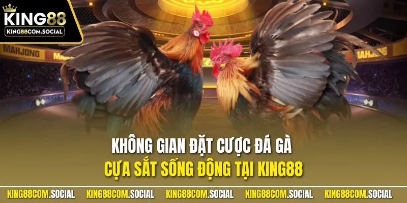 Không gian đặt cược đá gà cựa sắt sống động tại KING88